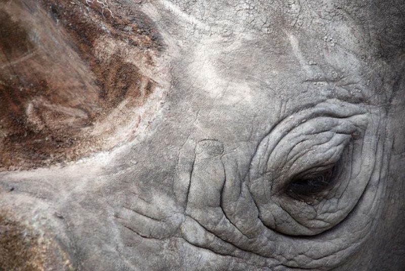 Rencontre avec le rare rhinocéros noir - Zimbabwe | Au Tigre Vanillé