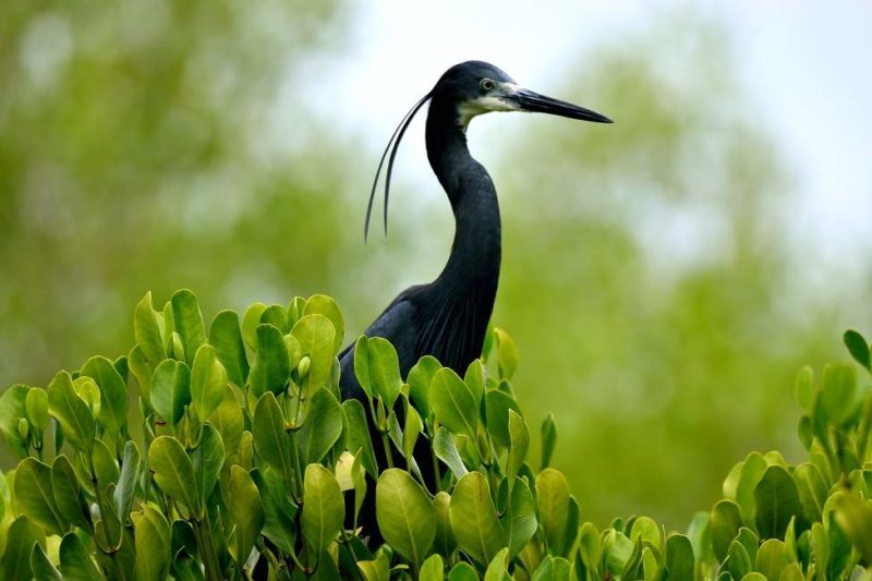 Observation ornithologique sur l'île de Fanjove - Tanzanie | Au Tigre Vanillé