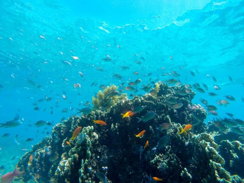 Plongée et snorkeling dans l'océan Indien aux abords de l'île de Fanjove - Tanzanie | Au Tigre Vanillé