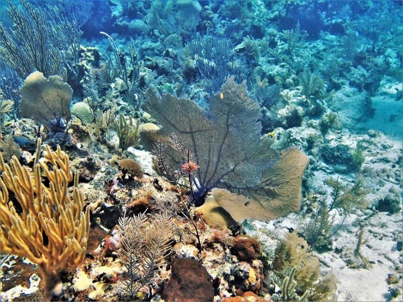 plongee-snorkeling-placencia-belize Plongée et snorkeling à Placencia - Belize | Au Tigre Vanillé