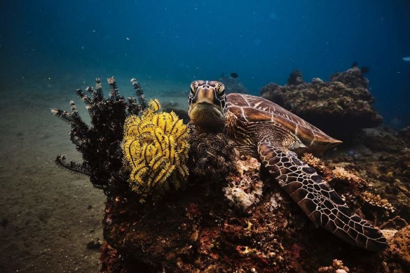 Découverte de la faune et flore marine de l'île de Negros - Philippines | Au Tigre Vanillé