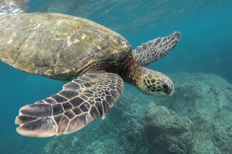 Rencontre avec une tortue marine - Cuba | Au Tigre Vanillé