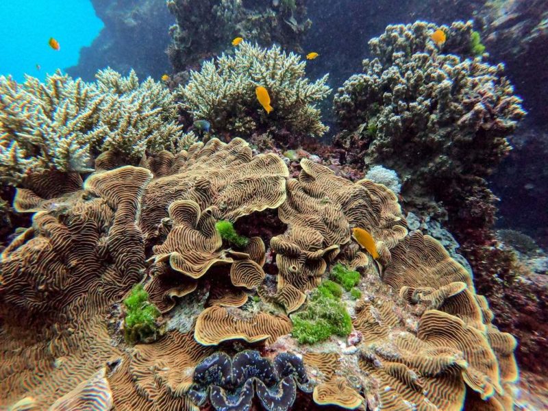 Admirer les fonds marins de la Grande Barrière de Corail - Australie | Au Tigre Vanillé