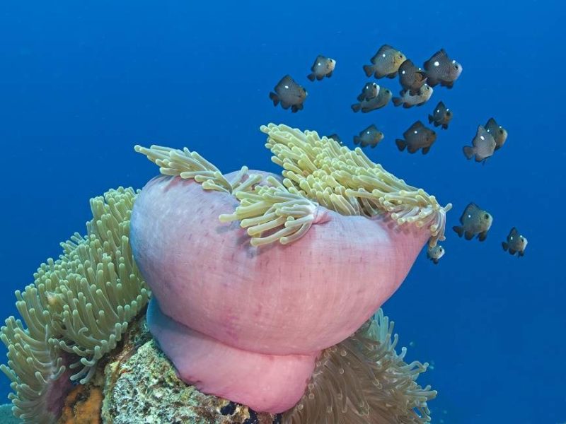 Plongée et snorkeling au large de l'île de Mafia - Tanzanie | Au Tigre Vanillé