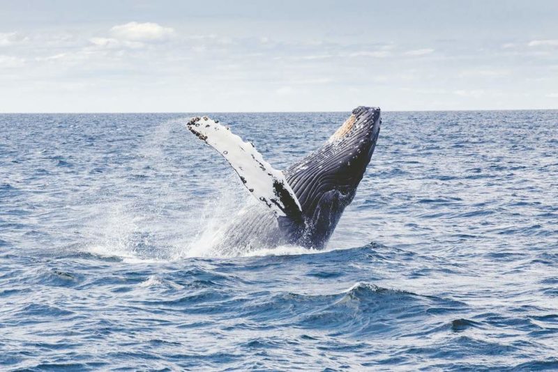 Observation des baleines dans le parc de Saadani - Tanzanie | Au Tigre Vanillé