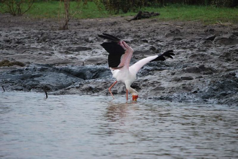 Observation des oiseaux dans le parc national de Saadani - Tanzanie | Au Tigre Vanillé