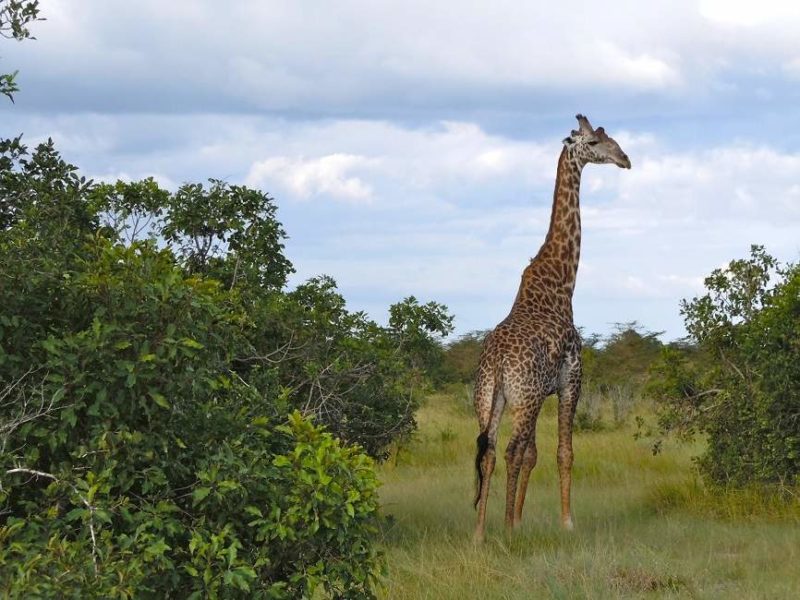 Rencontre avec une girafe dans le parc national de Saadani - Tanzanie | Au Tigre Vanillé