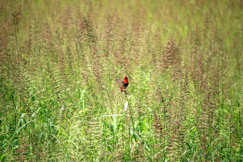 Ornithologie dans les plaines de Liuwa - Zambie | Au Tigre Vanillé