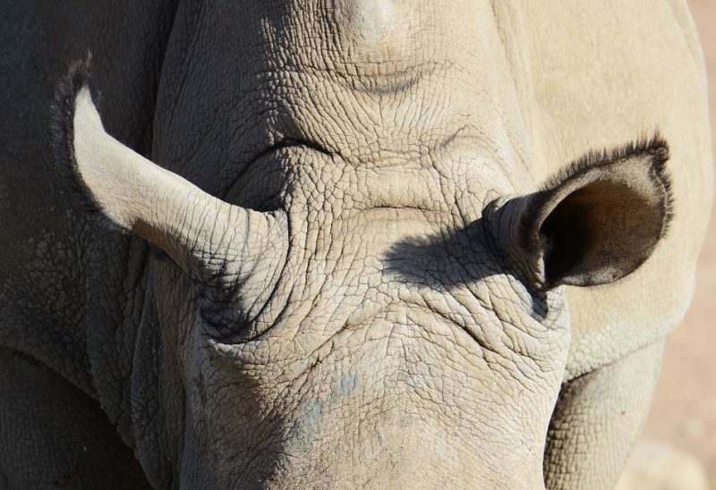 Safari à la rencontre du rhinocéros blanc dans le parc de Matobo Hills - Zimbabwe | Au Tigre Vanillé