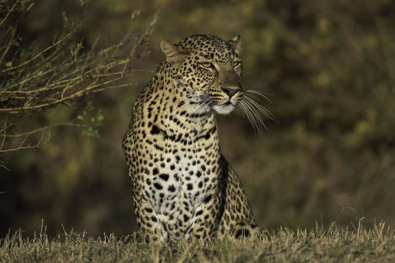 Observation des léopards dans le parc de South Luangwa - Zambie | Au Tigre Vanillé