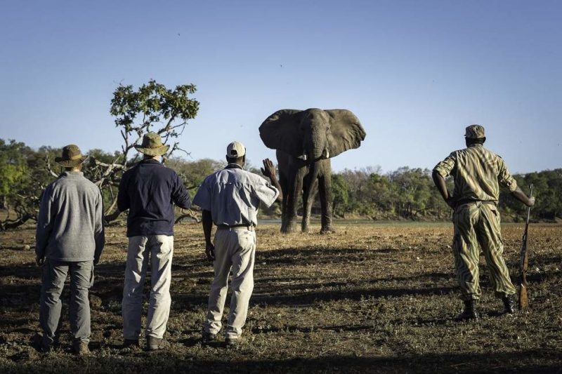 Safari à pied dans le parc de South Luangwa - Zambie | Au Tigre Vanillé