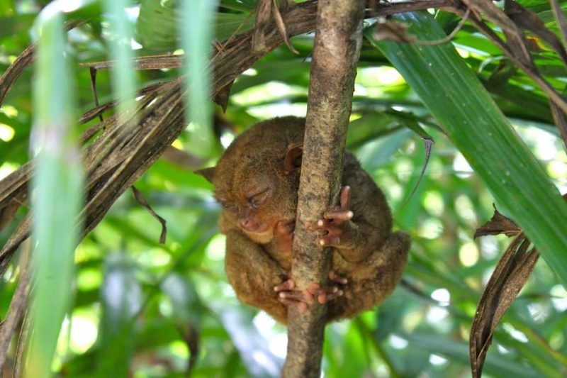 Rencontre avec le tarsier de l'île de Cebu - Philippines | Au Tigre Vanillé