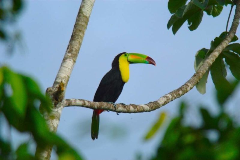 toucan-mountain-pine-ridge-belize Observation des oiseaux dans le parc de Mountain Pine Ridge - Belize | Au Tigre Vanillé