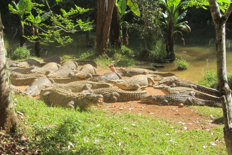 Crocodiles de la réserve de Vakona - Madagascar | Au Tigre Vanillé