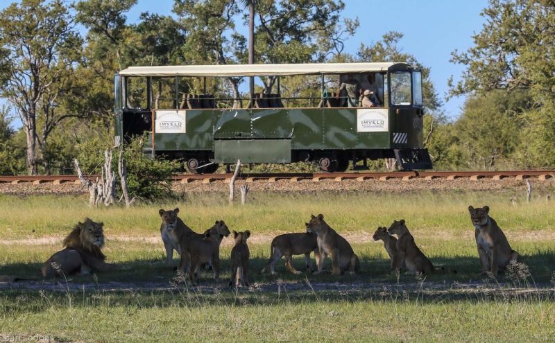 Embarquer sur l'éléphant express dans le parc de Hwange - Zimbabwe | Au Tigre Vanillé