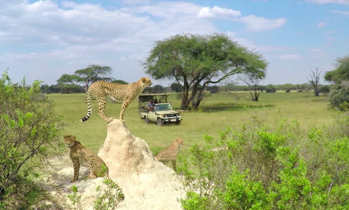 Safari dans le parc national de Hwange - Zimbabwe | Au Tigre Vanillé