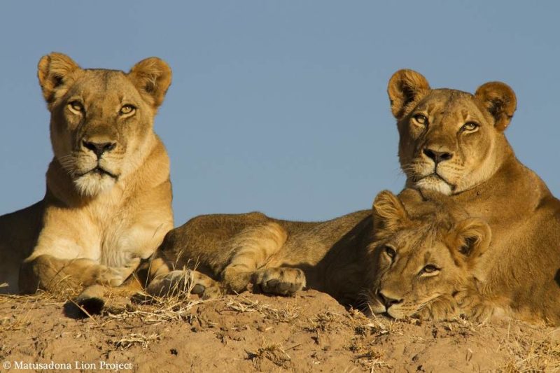 Découverte du Matusadona Lion Project - Zimbabwe | Au Tigre Vanillé