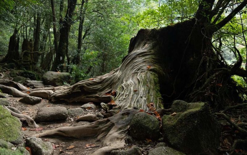 Yakushima-unsplash