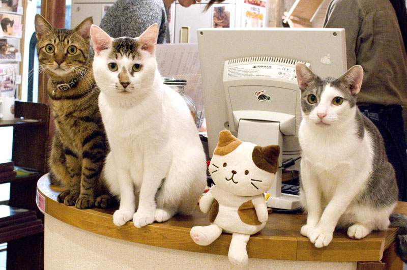 chats-nekocafe-tokyo-japon Prendre un thé au Neko café à Tokyo - Japon | Au Tigre Vanillé
