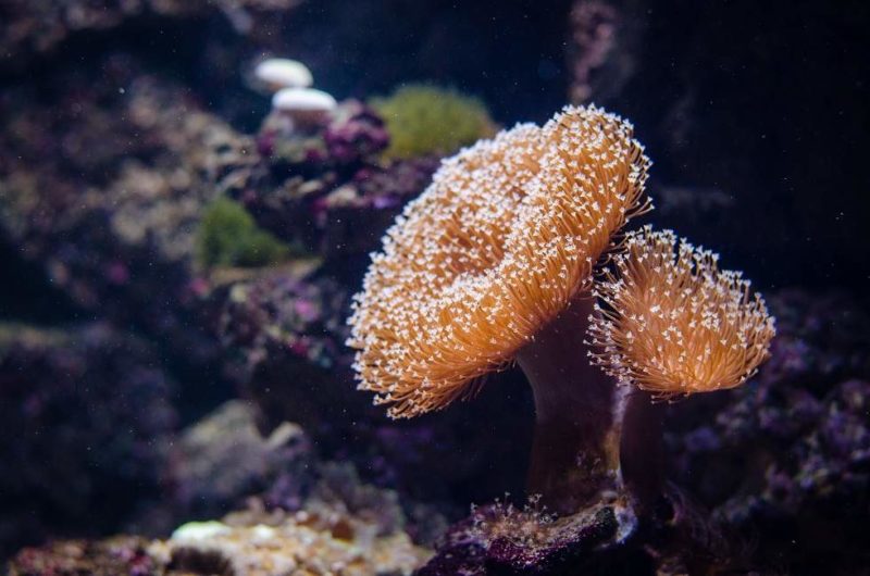 corail-plongee-australie Plongée à la Grande Barrière de Corail - Australie | Au Tigre Vanillé
