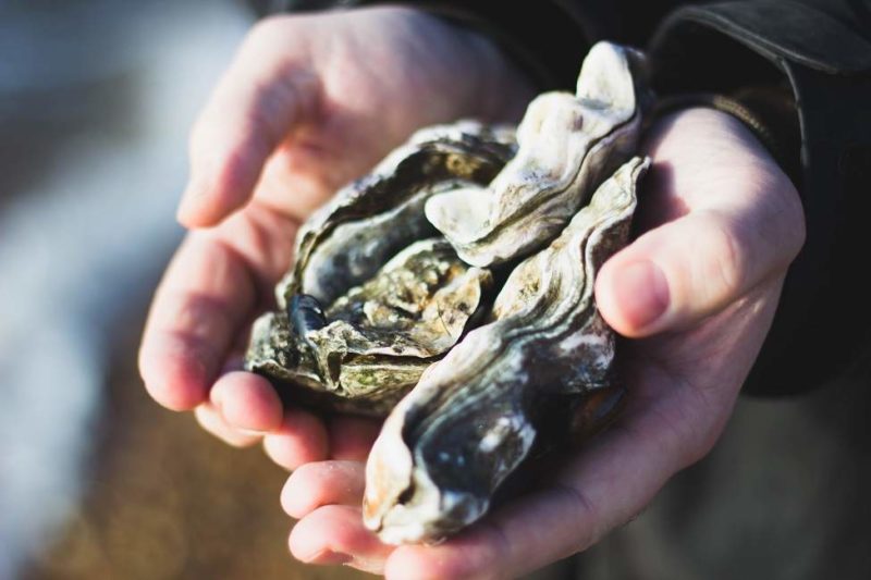 Dégustation d'huitres à la Freycinet Marine Farm - Australie | Au Tigre Vanillé