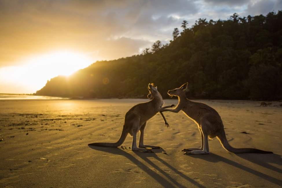 Observation de la faune nocturne dans le parc de Freycinet - Australie | Au Tigre Vanillé