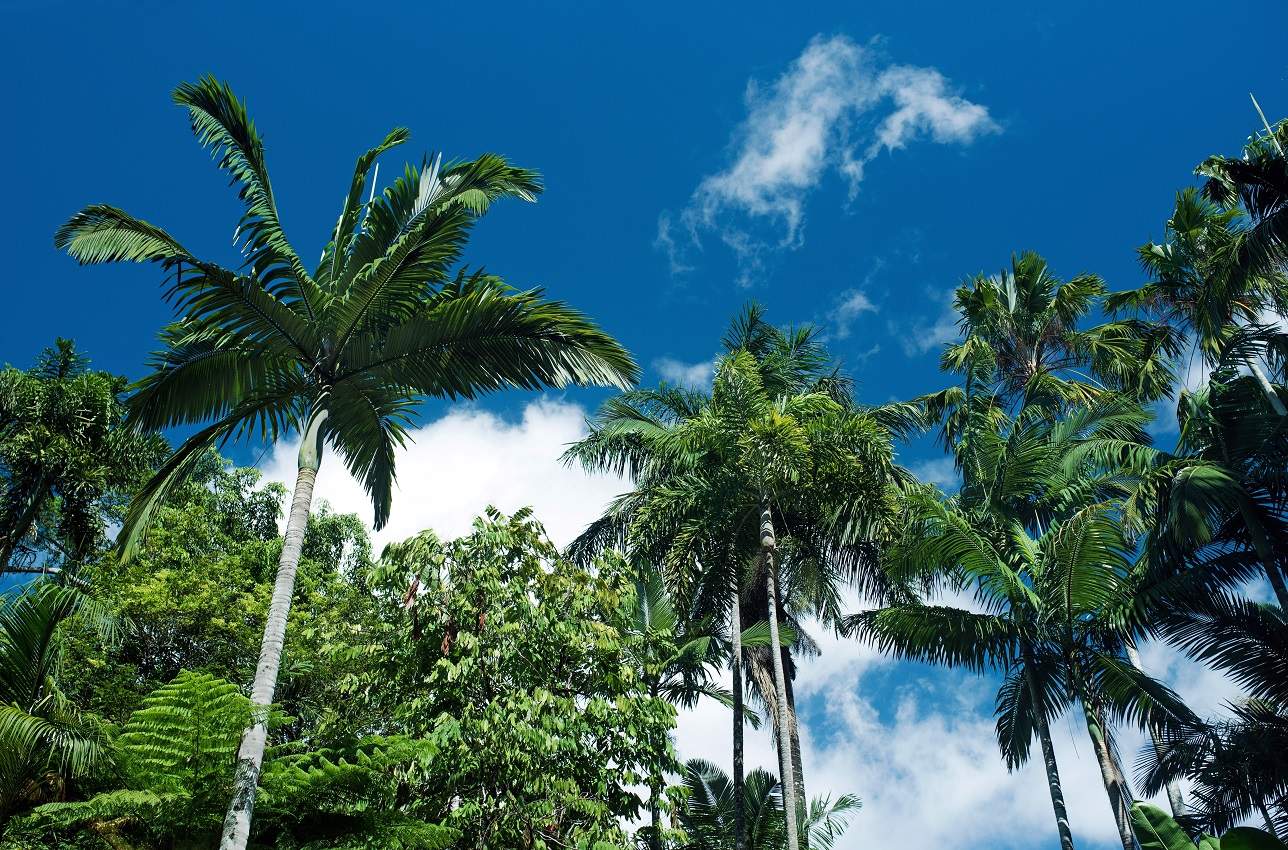 Cairns, ville à l'ambiance tropicale - Australie | Au Tigre Vanillé