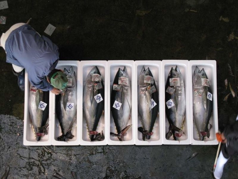 Marché aux poissons de Kiikatsura - Japon | Au Tigre Vanillé