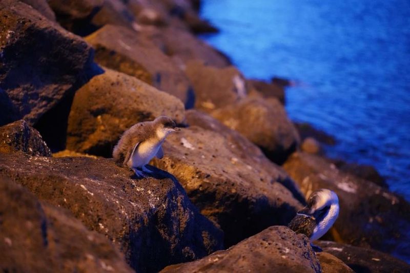 Observation des manchots pygmées à Kilda - Australie | Au Tigre Vanillé