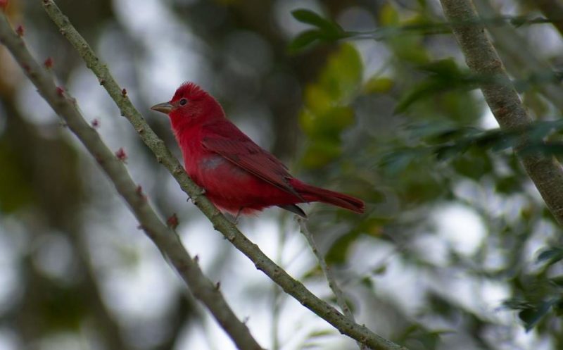 Sortie ornithologique dans le district de Toledo - Belize | Au Tigre Vanillé