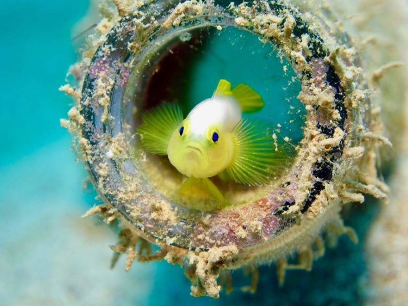 Plongée et snorkeling dans l'archipel des Kerama - Japon | Au Tigre Vanillé