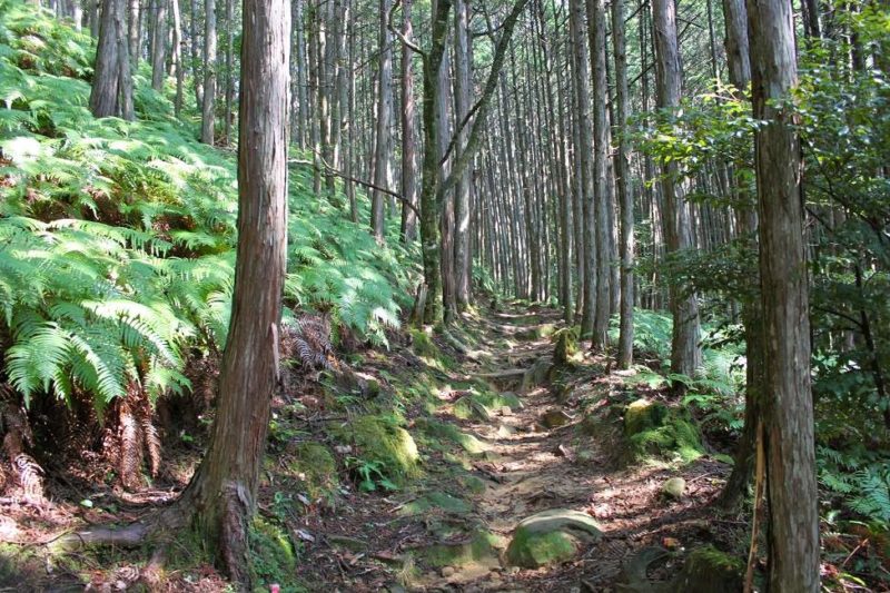 Randonnée sur le sentier des pélerins de Kumano - Japon | Au Tigre Vanillé