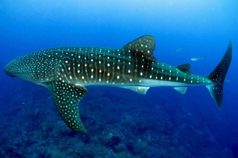 Nager avec les requins-baleines à Placencia - Belize | Au Tigre Vanillé