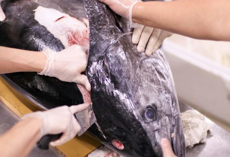 thon-marche-tohoku-japon Découpe du thon au marché à Tohoku - Japon | Au Tigre Vanillé