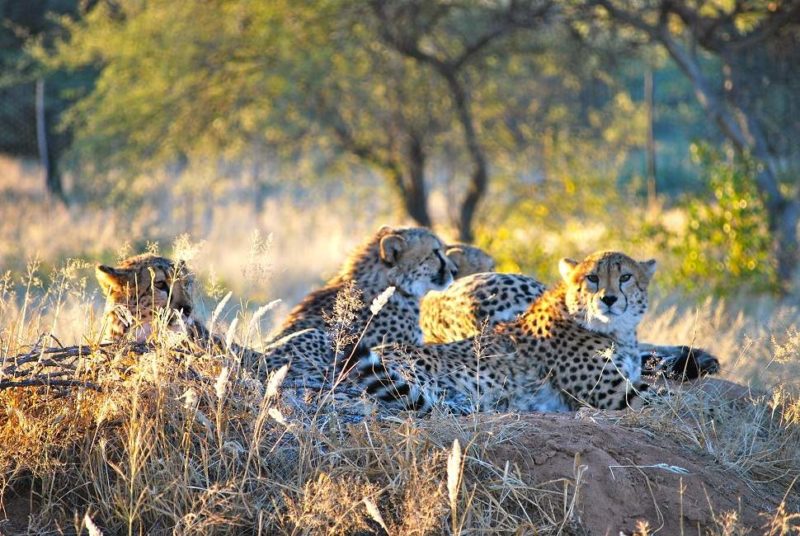 Rencontre avec les félins du projet AfriCat - Namibie | Au Tigre Vanillé