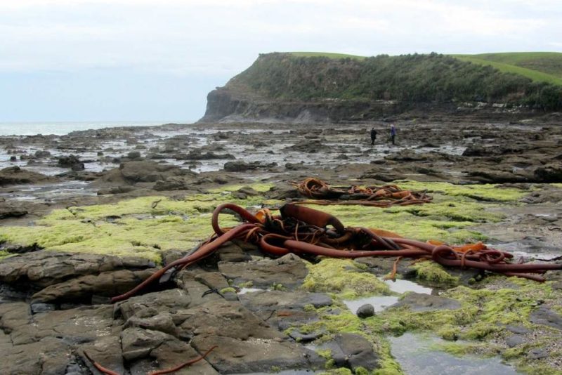 Balade dans la forêt fossilisée de Curio Bay - Nouvelle-Zélande | Au Tigre Vanillé
