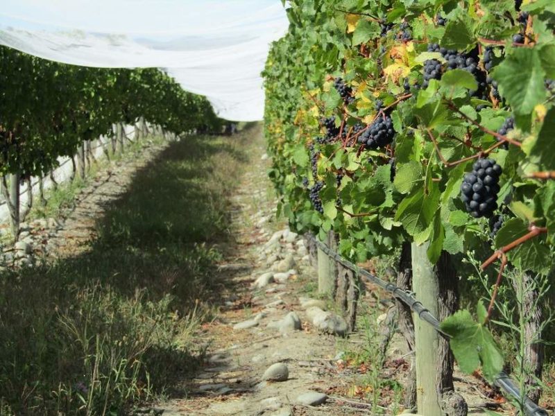 Balade à vélo dans les vignes de Martinborough - Nouvelle-Zélande | Au Tigre Vanillé