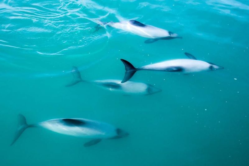 Observation des dauphins d'Akaroa - Nouvelle-Zélande | Au Tigre Vanillé