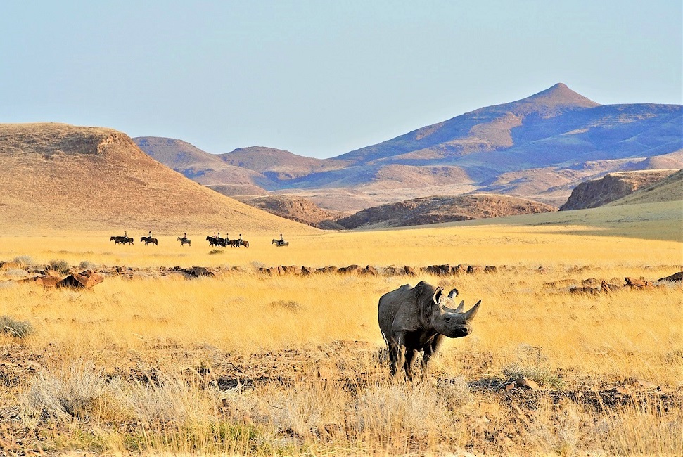 Rhinoceros et cavaliers dans le Damaraland - Namibie | Au Tigre Vanillé