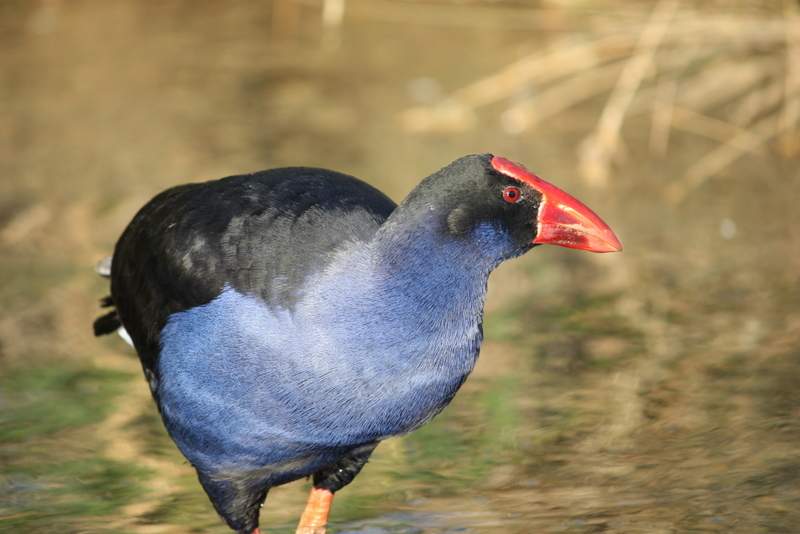 Observation de la faune de la région du Fiordland - Nouvelle-Zélande | Au Tigre Vanillé