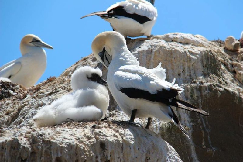 foudebassan-capkidnappers-napier-nouvellezelande Rencontre avec les fous de bassan de Cape Kidnappers - Nouvelle-Zélande | Au Tigre Vanillé