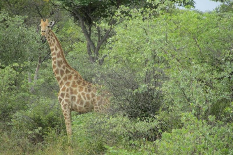 Safari avec un guide sur le plateau du Waterberg - Namibie | Au Tigre Vanillé