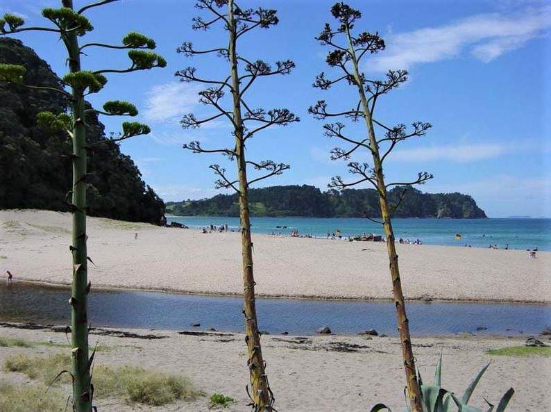 Baignade à Hot Water Beach sur la péninsule de Coromandel - Nouvelle-Zélande | Au Tigre Vanillé