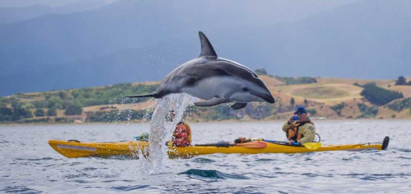 Kayak pour observer la faune marine de Kaikoura - Nouvelle-Zélande | Au Tigre Vanillé