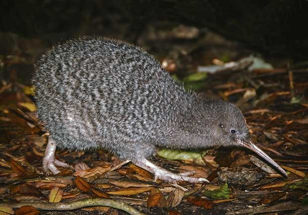 kiwi-kapiti-island-nouvellezelande Observation des kiwis sur Kapiti Island - Nouvelle-Zélande | Au Tigre Vanillé