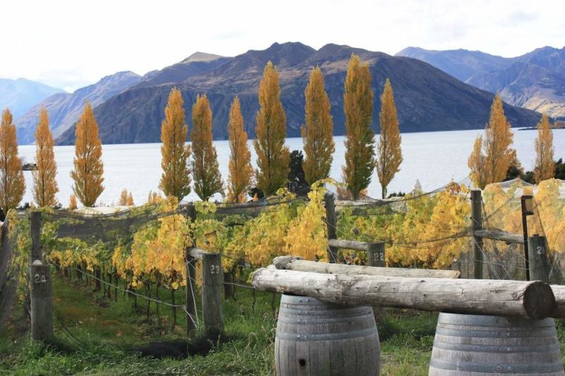 Oenologie au bord du lac Wanaka - Nouvelle-Zélande | Au Tigre Vanillé