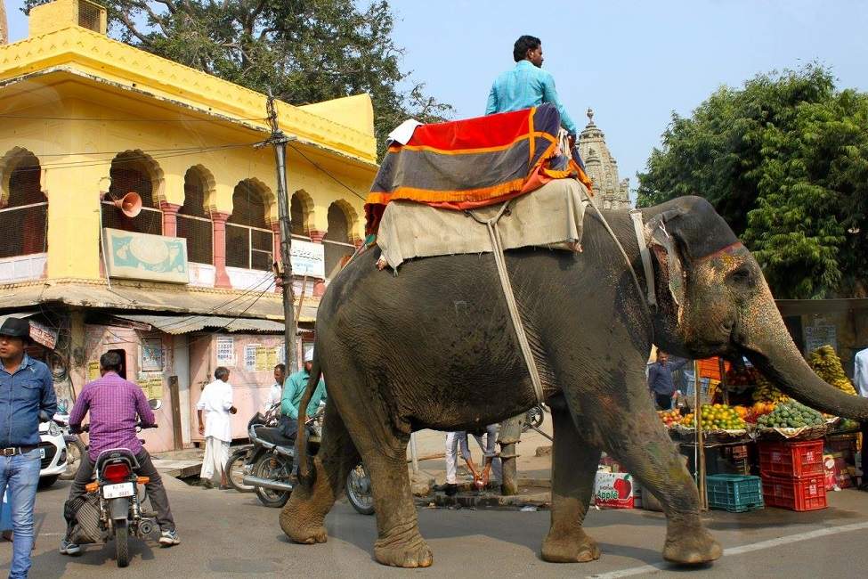 Marché dans les rues de Jaipur - Rajasthan, Inde | Au Tigre Vanillé