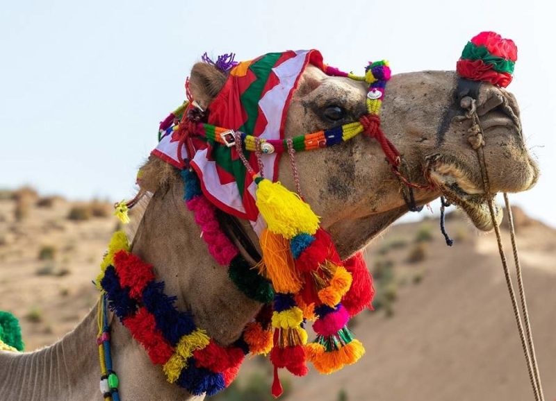 Se rendre à la foire aux bestiaux de Nagaur - Rajasthan, Inde | Au Tigre Vanillé