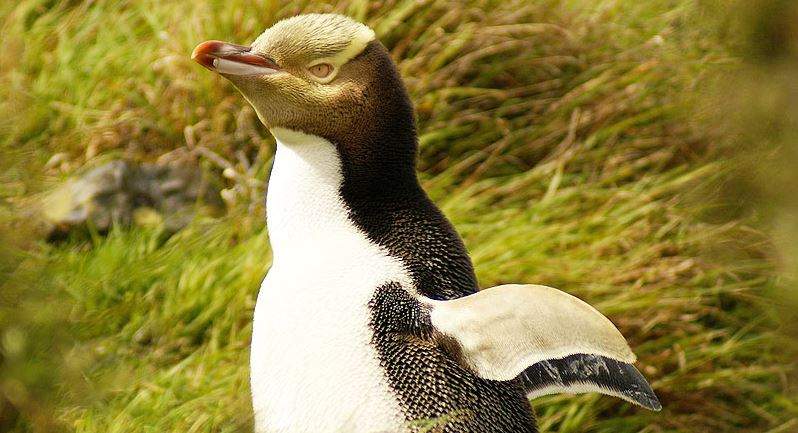 observation-manchot-otago-nouvellezelande Observation des manchots aux yeux jaunes à Otago - Nouvelle-Zélande | Au Tigre Vanillé