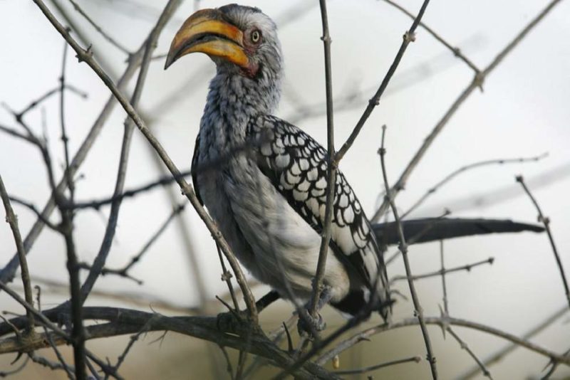 Observation des oiseaux de la bande du Caprivi - Namibie | Au Tigre Vanillé